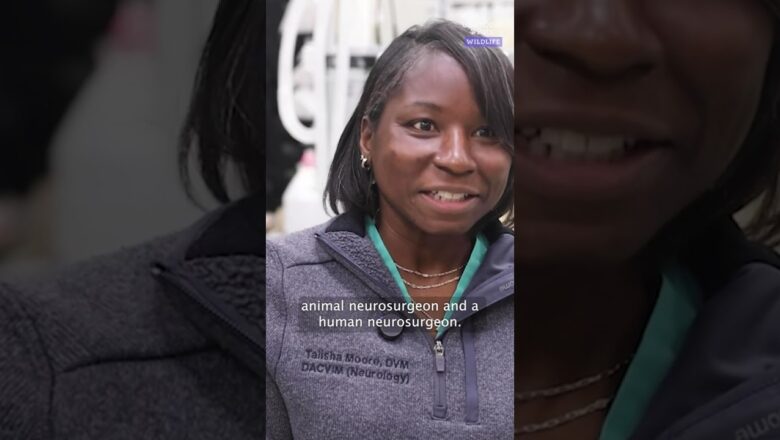 Watch historic surgery performed on chimp to remove a tumor #Shorts