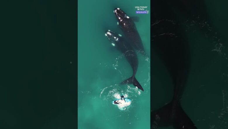 Watch paddleboarder fall into water after whale’s sudden movement #Shorts