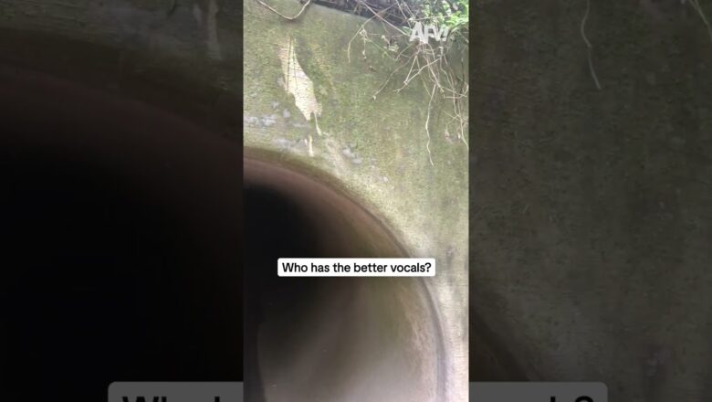 Who has the better vocals?