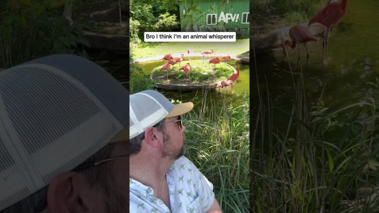 Bro I think I’m an animal whisperer