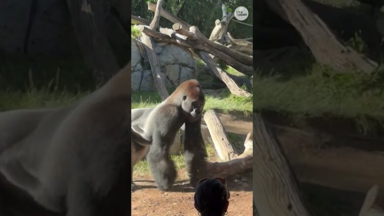 Charging gorilla cracks glass of viewing area, scares guests