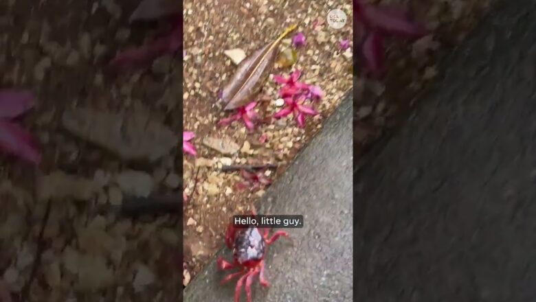 Crabs swarm Christmas Island amid annual migration