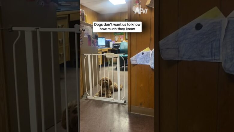 Dogs don’t want us to know how much they know