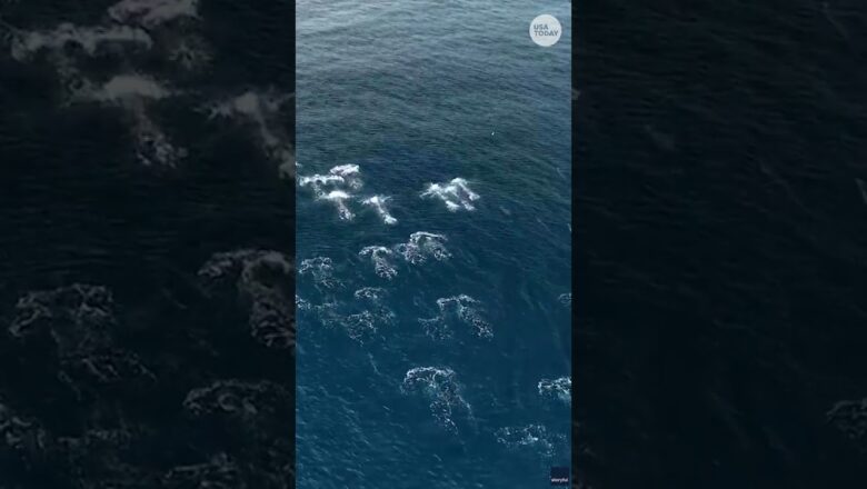 Drone shows dolphin stampede leaping off California coast