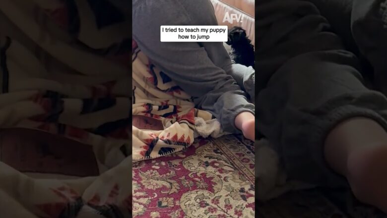 I tried to teach my puppy how to jump