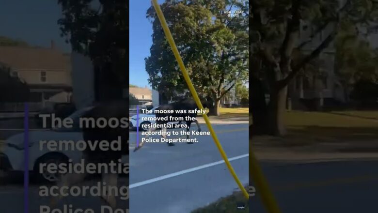 Moose on the loose! New Hampshire police chase bull moose