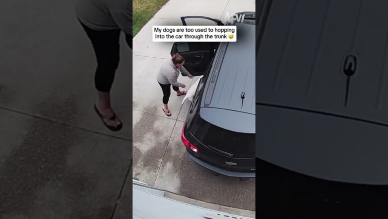 My dogs are too used to hopping into the car through the trunk π