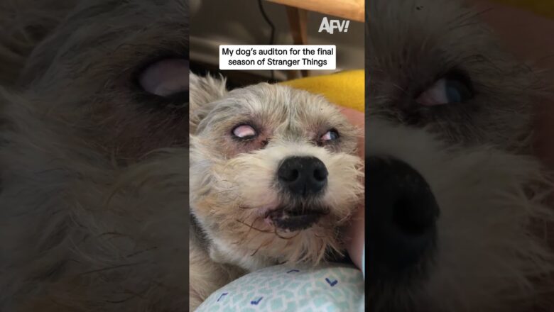 My dog’s audition for the final season of Stranger Things