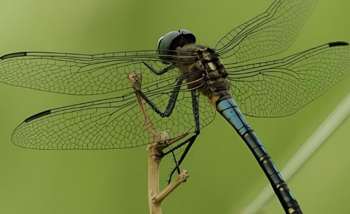 7 predators that rarely miss a hunt