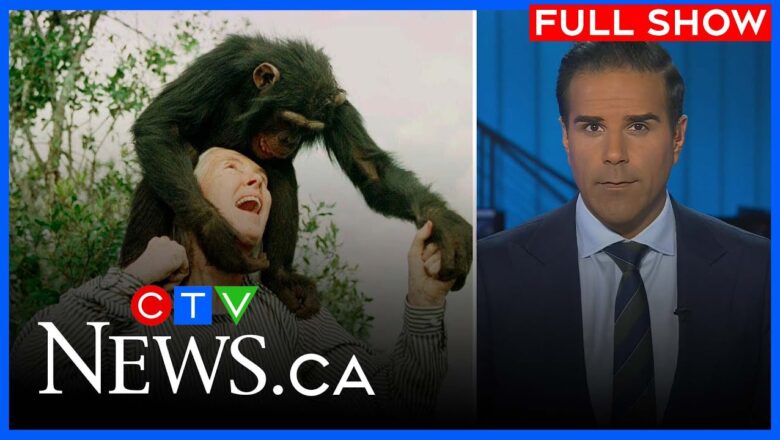 Primatology icon Jane Goodall dies at 91 | CTV National News for Wednesday, Oct. 1, 2025