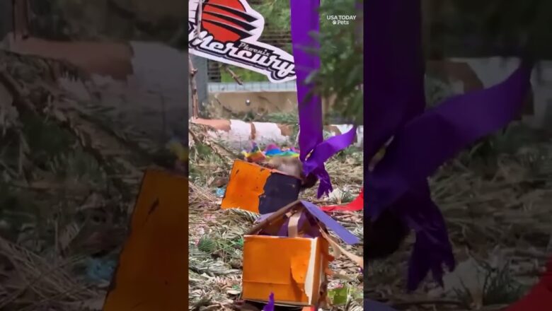 See feisty squirrels show team spirit for Phoenix Mercury