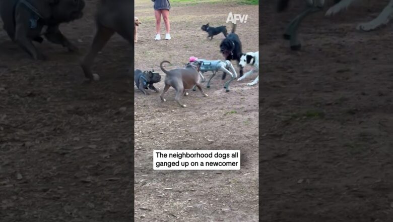 The neighborhood dogs all ganged up on a newcomer