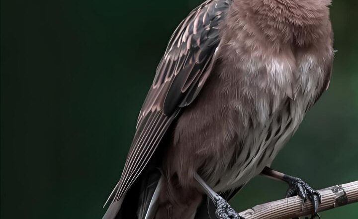 7 animals that hibernate during winters