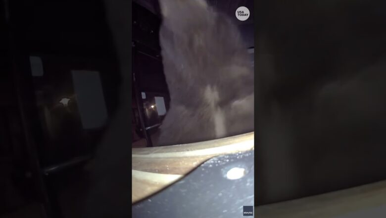 Watch as big black bears break into a gym looking for snacks (and gains, probably)