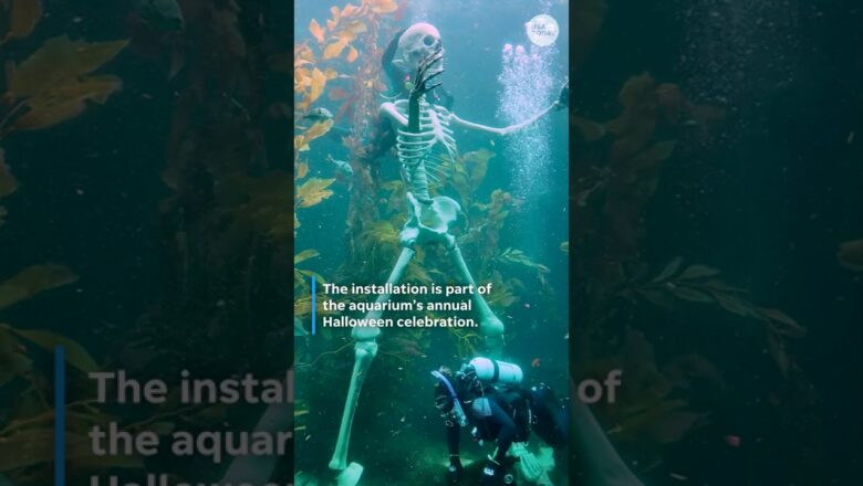 Watch divers assemble giant skeleton for aquarium’s Halloween festivities