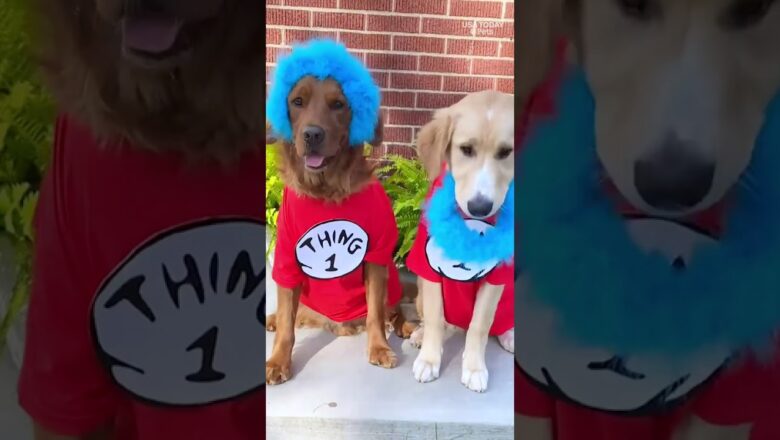 Watch golden retrievers model nostalgic DIY Halloween costumes