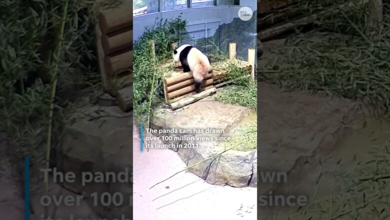 Watch the Smithsonian’s ‘Giant Panda Cam’ amid government shutdown