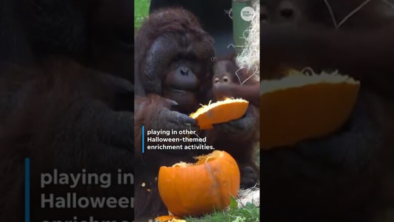 Watch zoo animals dive into the Halloween spirit #Shorts