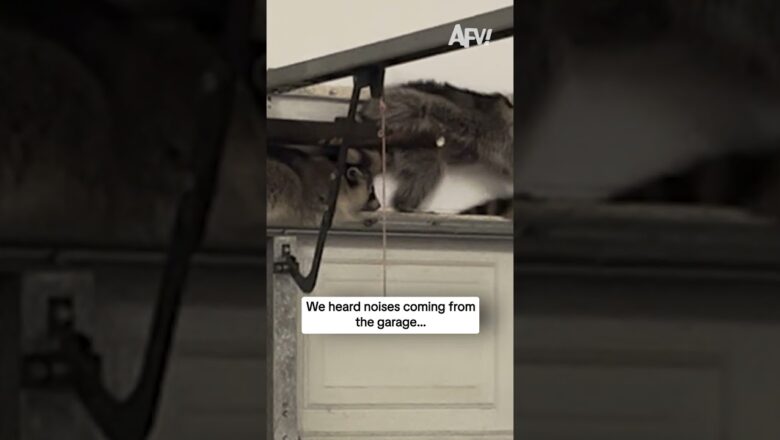 We heard noises coming from the garage…