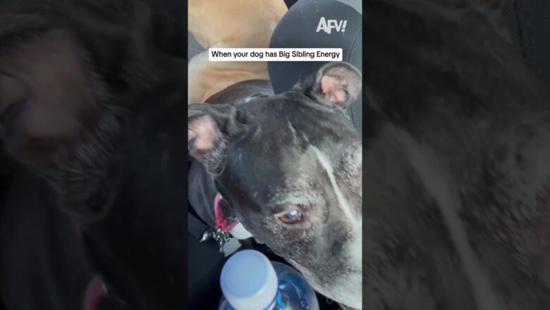 When your dog has Big Sibling Energy
