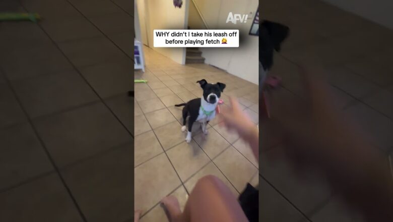 WHY didn’t I take his leash off before playing fetch 🤦‍♀️