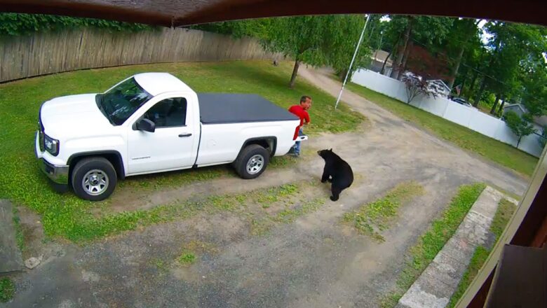 🔴 America’s Funniest Videos: Security Cam Shocks! 🤣 24/7