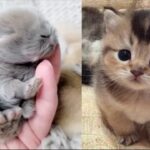 AWW Animals SOO Cute! Cute baby animals Videos Compilation cute moment of the animals #20 2025