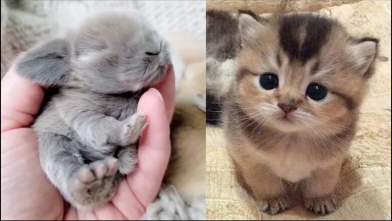 AWW Animals SOO Cute! Cute baby animals Videos Compilation cute moment of the animals #20 2025