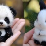 AWW Animals SOO Cute! Cute baby animals Videos Compilation cute moment of the animals #22 2025