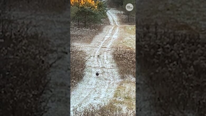 Dramatic video shows bobcat chasing down its prey, turkey