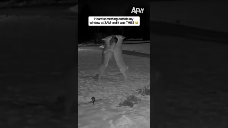 Heard something outside my window at 3AM and it was THIS? ๐คฃ