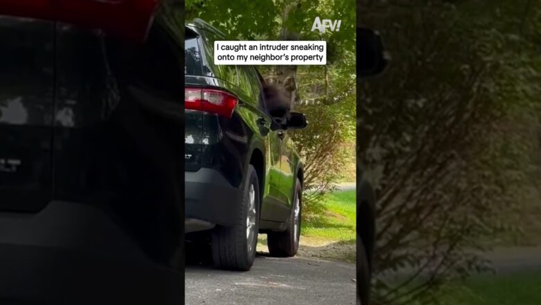 I caught an intruder sneaking onto my neighbor’s property