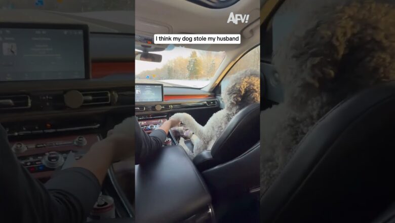 I think my dog stole my husband…
