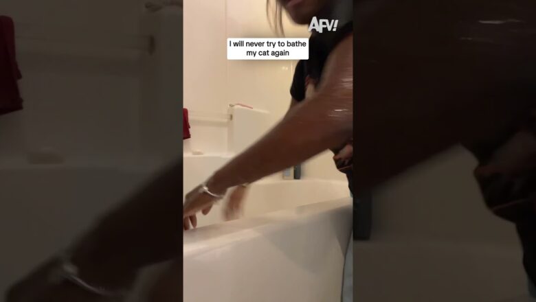 I will never try to bathe my cat again