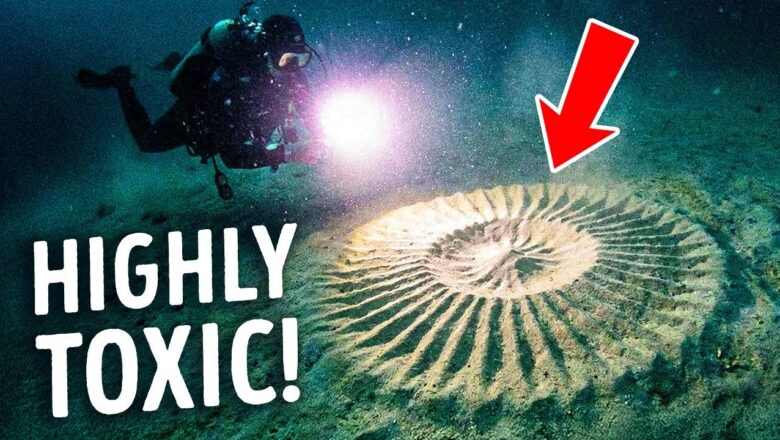 If You Ever Spot This Circle Underwater, Get Out of There
