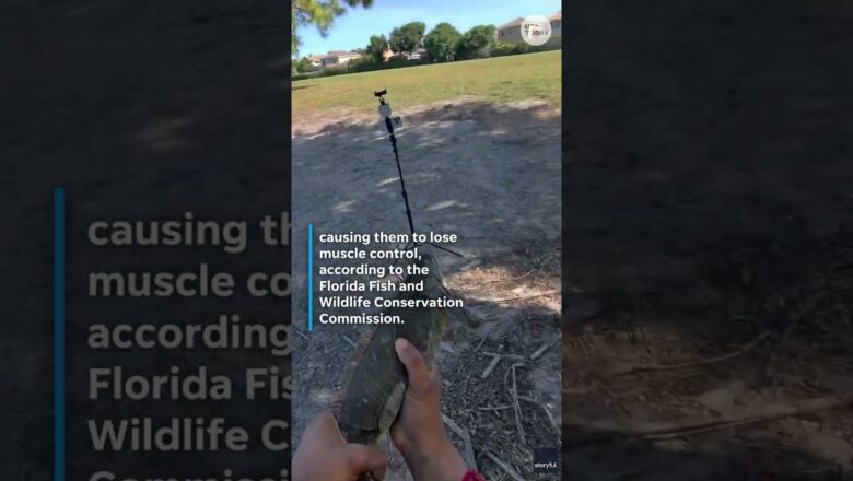 Iguanas fall from trees after temperature drop in Florida #Shorts