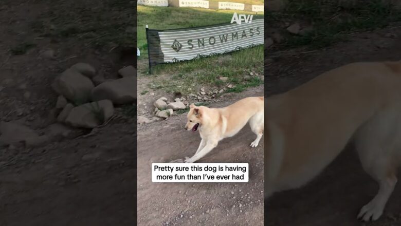 I’m pretty sure this dog is having more fun than I’ve ever had