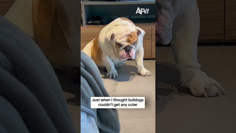 Just when I thought bulldogs couldn’t get any cuter