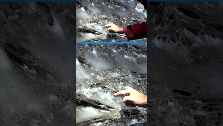 Massive spider web houses thousands of spider #Shorts