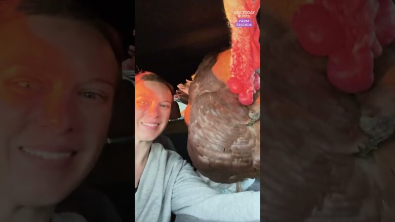 Meet Goose the turkey, a family pet who makes his own rules