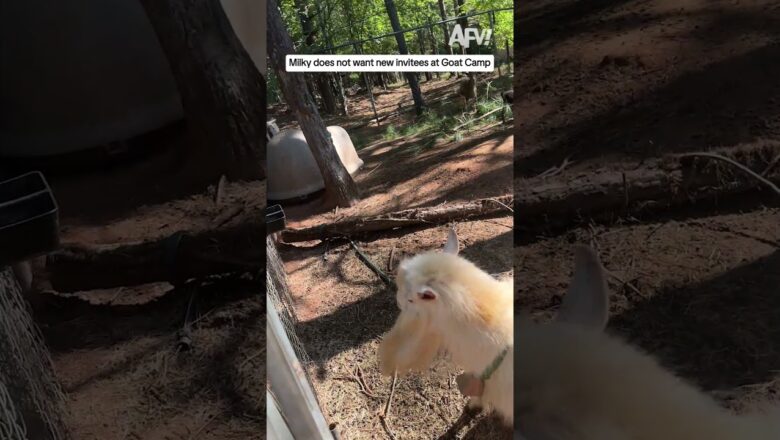 Milky does not want new invitees at Goat Camp