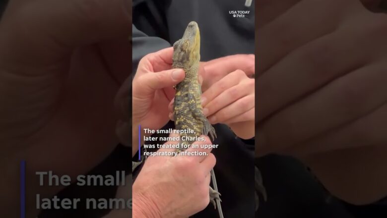 ‘Moonwalking’ gator named Charles rescued from Boston river