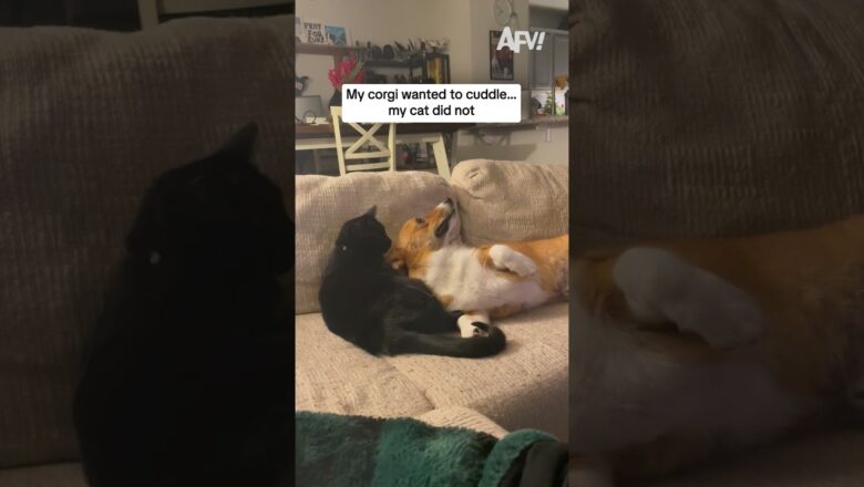 My corgi wanted to cuddle… my cat did not