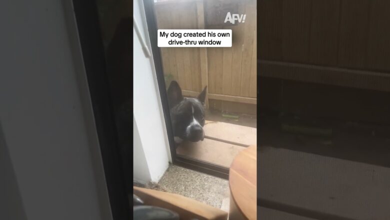 My dog created his own drive-thru window
