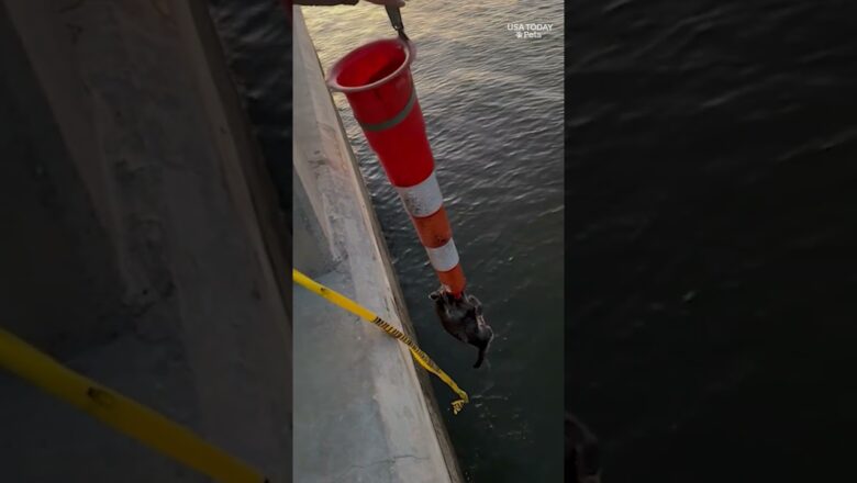 Raccoon clings to traffic cone, pulled from the water: See the dramatic rescue