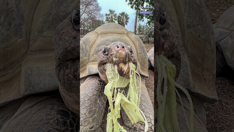 San Diego’s beloved 141-year-old tortoise, Gramma, dies