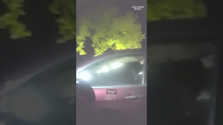 See ‘bear-y’ inventive rescue of trapped intruder #Shorts