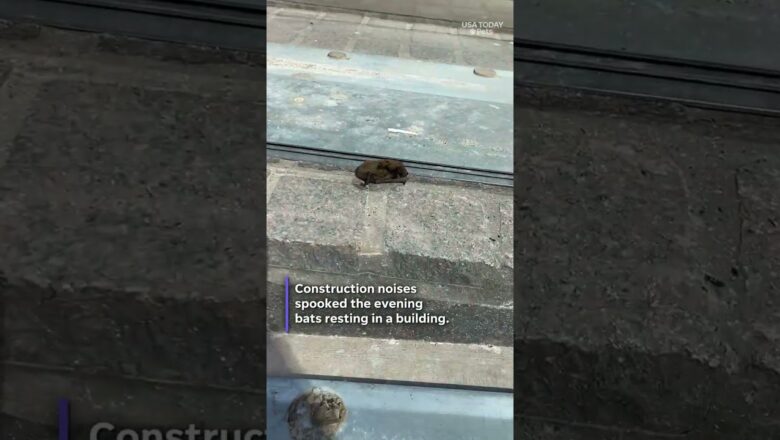 See dozens of grounded bats rescued by Oklahoma non-profit