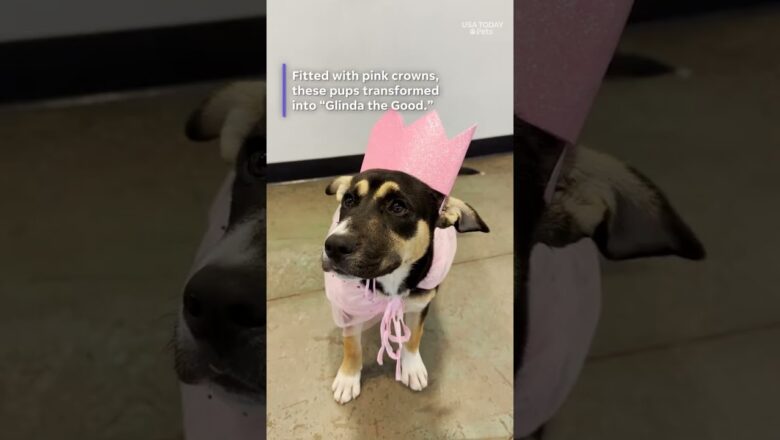 See shelter dogs ‘Wicked’ costumes (They’re wearing pink crowns)