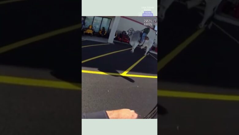 See what happens when an officer on a ‘suspicious person’ call rides the bull